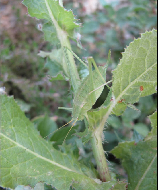 Odontura arcuata (Phaneropteridae)